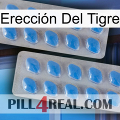 Erección Del Tigre 23